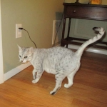 Zena - Egyptian Mau Silver Queen