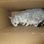 Zena - Egyptian Mau Silver Queen