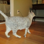Zena - Egyptian Mau Silver Queen