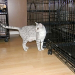 Zena - Egyptian Mau Silver Queen