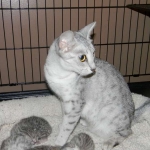 Zena - Egyptian Mau Silver Queen