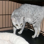 Zena - Egyptian Mau Silver Queen