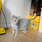 Zena - Egyptian Mau Silver Queen