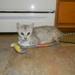 Zena - Egyptian Mau Silver Queen