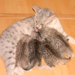 Zena - Egyptian Mau Silver Queen