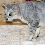 Zena - Egyptian Mau Silver Queen