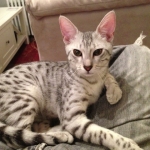 Zena - Egyptian Mau Silver Queen