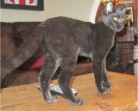 Nala - Savannah F-2B Melanistic Female  DOB 8-4-12