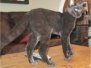 Nala - Savannah F-2B Melanistic Female  DOB 8-4-12