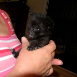 Nala - F-2 female Melanistic Savannah DOB 8-3-12