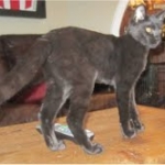 Nala - F-2 female Melanistic Savannah DOB 8-3-12