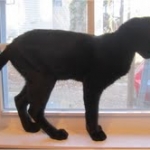 Nala - F-2 female Melanistic Savannah DOB 8-3-12