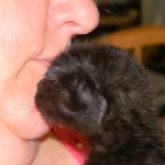 Nala - F-2 female Melanistic Savannah DOB 8-3-12