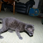Nala - F-2 female Melanistic Savannah DOB 8-3-12