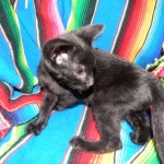 Nala - F-2 female Melanistic Savannah DOB 8-3-12