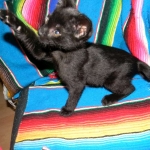 Nala - F-2 female Melanistic Savannah DOB 8-3-12