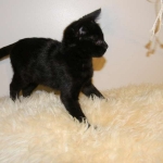 Nala - F-2 female Melanistic Savannah DOB 8-3-12