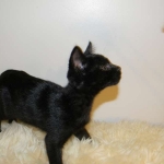 Nala - F-2 female Melanistic Savannah DOB 8-3-12
