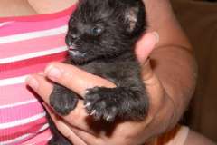 Lilly Savannah F-2B Melanistic Female  DOB 8-3-12