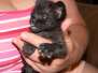 Lilly Savannah F-2B Melanistic Female  DOB 8-3-12