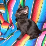 Lilly Savannah F-2B  Melanistic female DOB 8/3/12