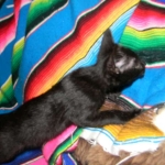 Lilly Savannah F-2B  Melanistic female DOB 8/3/12