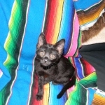 Lilly Savannah F-2B  Melanistic female DOB 8/3/12