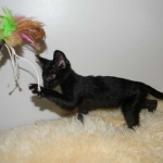 Lilly Savannah F-2B  Melanistic female DOB 8/3/12