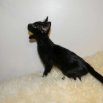 Lilly Savannah F-2B  Melanistic female DOB 8/3/12