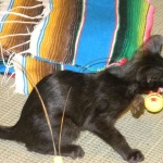 Lilly Savannah F-2B  Melanistic female DOB 8/3/12