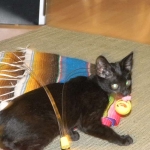 Lilly Savannah F-2B  Melanistic female DOB 8/3/12