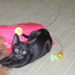 Lilly Savannah F-2B  Melanistic female DOB 8/3/12