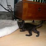 Lilly Savannah F-2B  Melanistic female DOB 8/3/12