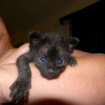 Lilly Savannah F-2B Melanistic female DOB 8/3/12