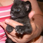 Lilly Savannah F-2B  Melanistic female DOB 8/3/12