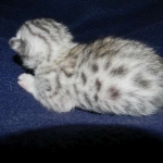 Meritu - Silver Egyptian Mau male DOB 8-16-12