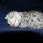 Meritu - Silver Egyptian Mau male DOB 8-16-12