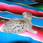 Meritu - Silver Egyptian Mau male DOB 8-16-12