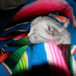 Meritu - Silver Egyptian Mau male DOB 8-16-12