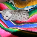 Meritu - Silver Egyptian Mau male DOB 8-16-12