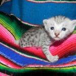 Meritu - Silver Egyptian Mau male DOB 8-16-12