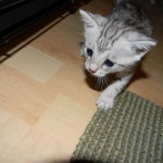 Meritu - Silver Egyptian Mau male DOB 8-16-12