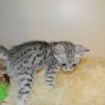 Meritu - Silver Egyptian Mau male DOB 8-16-12