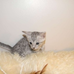 Meritu - Silver Egyptian Mau male DOB 8-16-12