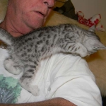 Meritu - Silver Egyptian Mau male DOB 8-16-12