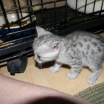 Meritu - Silver Egyptian Mau male DOB 8-16-12