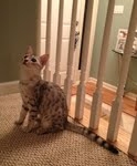 Meritu - Silver Egyptian Mau Male DOB 8-16-12