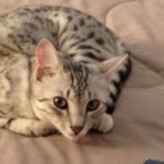 Meritu - Silver Egyptian Mau Male DOB 8-16-12