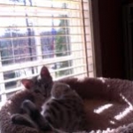 Meritu - Silver Egyptian Mau male DOB 8-16-12