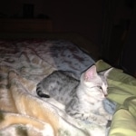 Meritu - Silver Egyptian Mau male DOB 8-16-12